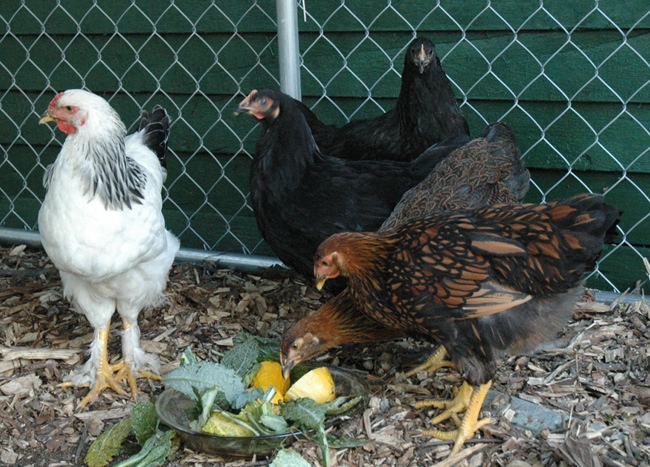 East Cleveland Chickens