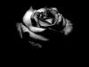 Black_Rose.jpg