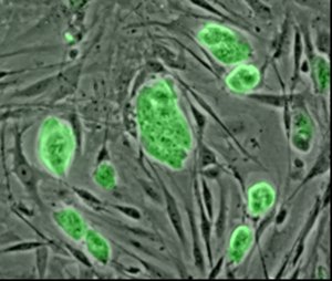 Mouse-Stem-Cells.jpg