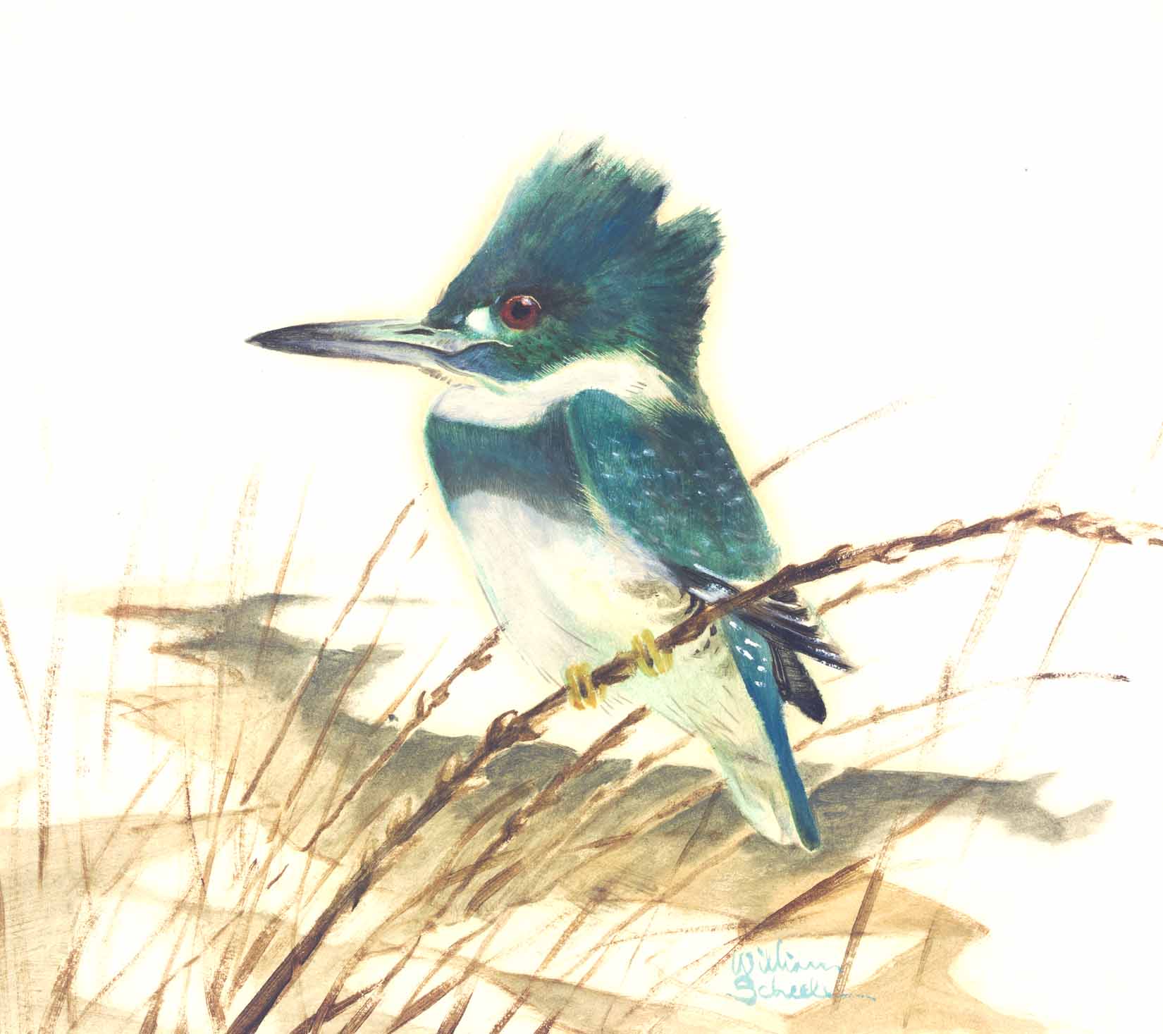 Kingfisher - William E. Scheele