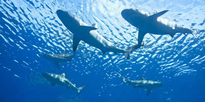 great-white-sharks-animal-water.jpg