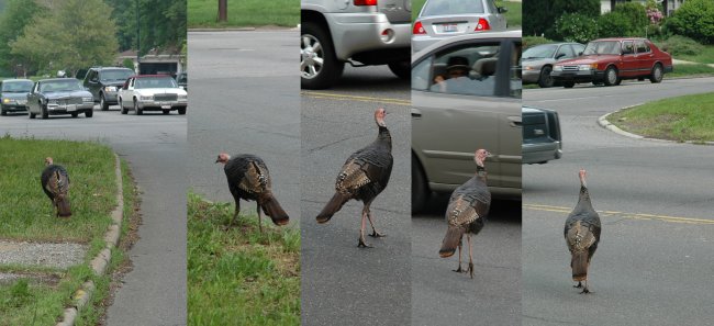 Wild Turkey in Forest Hills Park East Cleveland